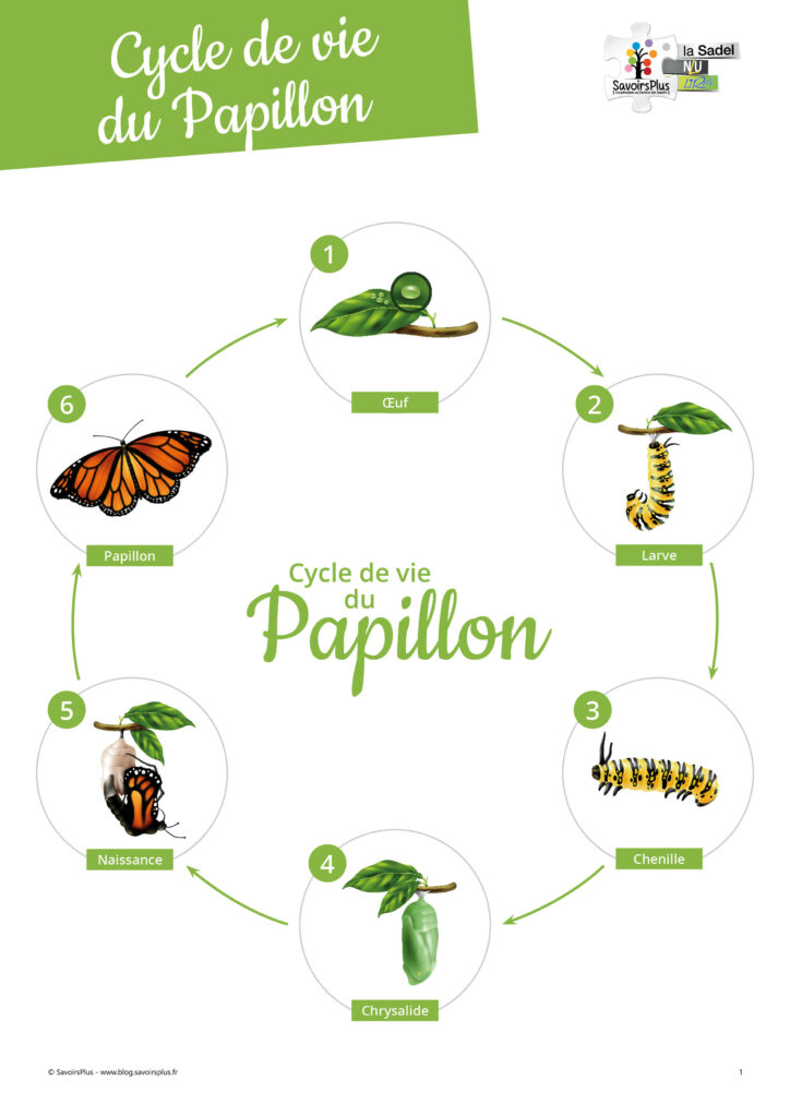 Cycle de vie Papillon - SavoirsPlus