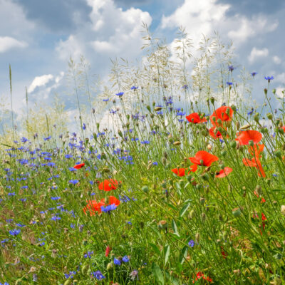 poppies-and-cornflowers-and-other-wild-flowers-on-meadow